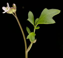 Cardamine intonsa. Inflorescence with cauline leaves, flower buds and open flower.
 Image: P.B. Heenan © Landcare Research 2019 CC BY 3.0 NZ
